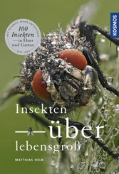 Insekten &uuml;berlebensgro&szlig;