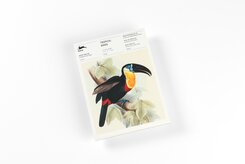 Tropical Birds