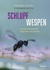 Schlupfwespen