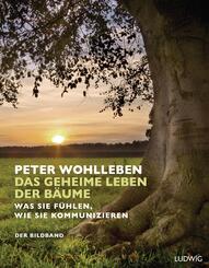 Das geheime Leben der B&auml;ume