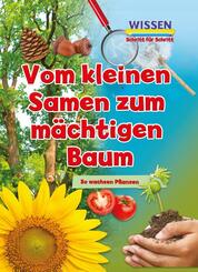 Vom kleinen Samen zum m&auml;chtigen Baum