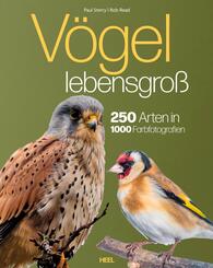 V&ouml;gel lebensgro&szlig;