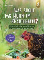 Was sucht das Huhn im Kr&auml;uterbeet?