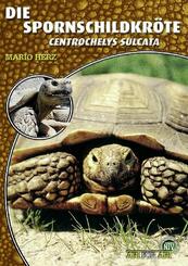 Die Spornschildkr&ouml;te