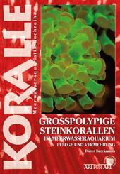 Grosspolypige Steinkorallen Im Meerwasseraquarium