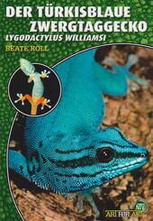 Der T&uuml;rkisblaue Zwergtaggecko