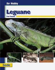 Leguane
