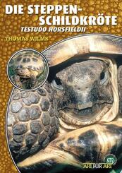 Steppenschildkr&ouml;te
