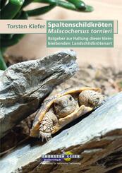 Spaltenschildkr&ouml;ten Malacochersus tornieri
