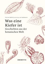 Was eine Kiefer ist