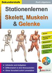 Stationenlernen Skelett, Muskeln und Gelenke