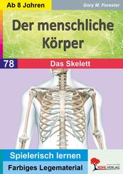 Der menschliche K&ouml;rper / Das Skelett